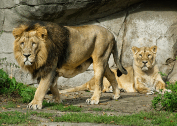 Danish Woman Donates Daughter’s Pony After Aalborg Zoo Asks for Pets to Feed Lions
