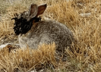 Horned Rabbits in Fort Collins: What’s Causing the Strange Growths?