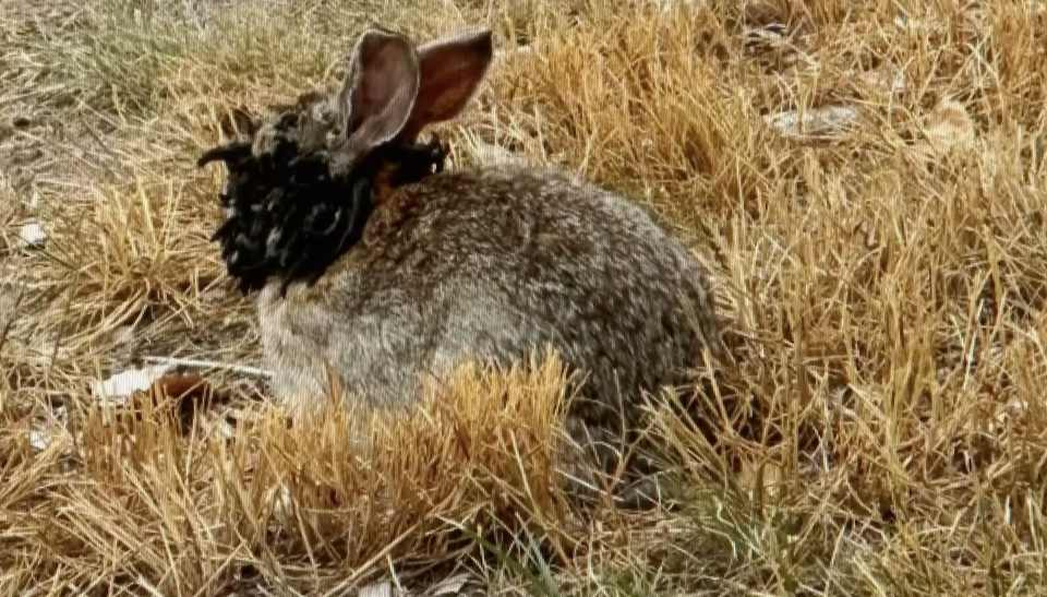Horned Rabbits in Fort Collins: What’s Causing the Strange Growths?