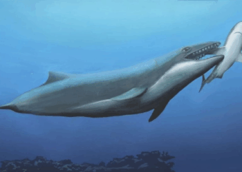 ‘Small and Cute’ Ancient Whale Was a Deadly Predator in Australian Waters 26 Million Years Ago