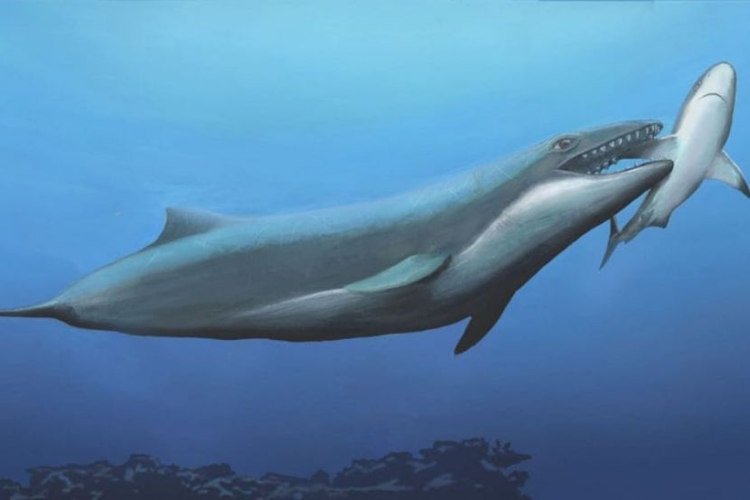 'Small and Cute' Ancient Whale Was a Deadly Predator in Australian Waters 26 Million Years Ago