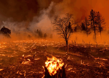 Wildfires in Spain and Portugal Destroy Record Land as Europe Battles Heat and Drought