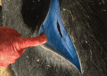 Wild Pigs in California Turning Neon Blue: What’s Behind the Bizarre Phenomenon?