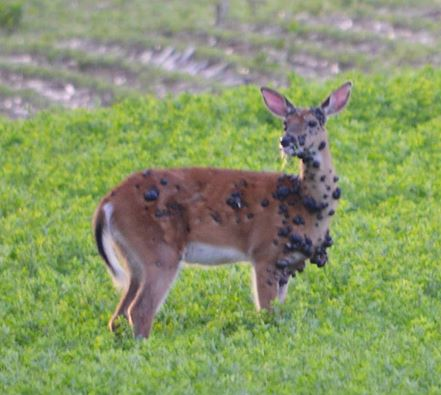 Deer Across the U.S. Are Developing Tumor-Like Warts: Here’s What Experts Say