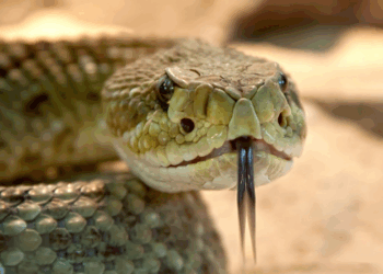 Study Finds Inbreeding Threatening Rattlesnakes as Urbanization Cuts Off Habitats