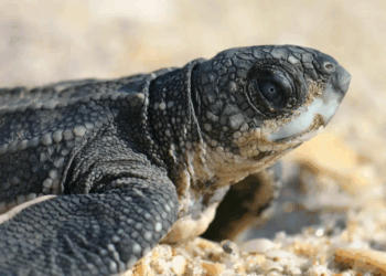 Unleashed Dog Kills 23 Newborn Sea Turtles on Florida Beach