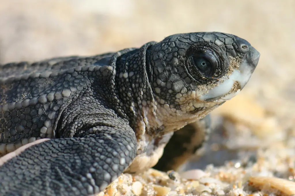 Unleashed Dog Kills 23 Newborn Sea Turtles on Florida Beach
