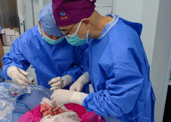 pig lung transplant