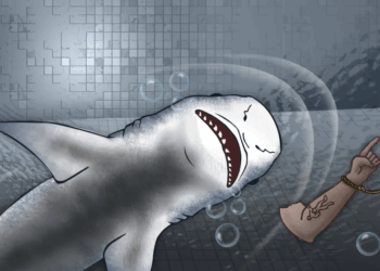 Shark Spits Out Human Arm, Unraveling Chilling Sydney Murder Mystery: What Happened