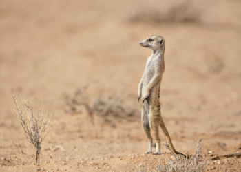 Online Ad Leads to Discovery of Illegal Zoo in Spain With 150 Exotic Animals