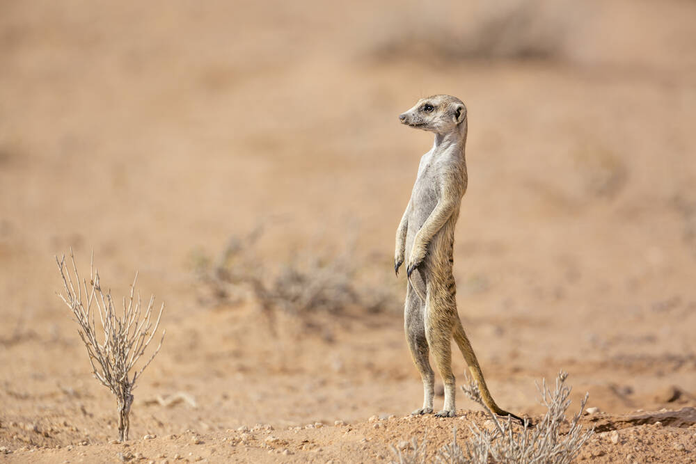 Online Ad Leads to Discovery of Illegal Zoo in Spain With 150 Exotic Animals