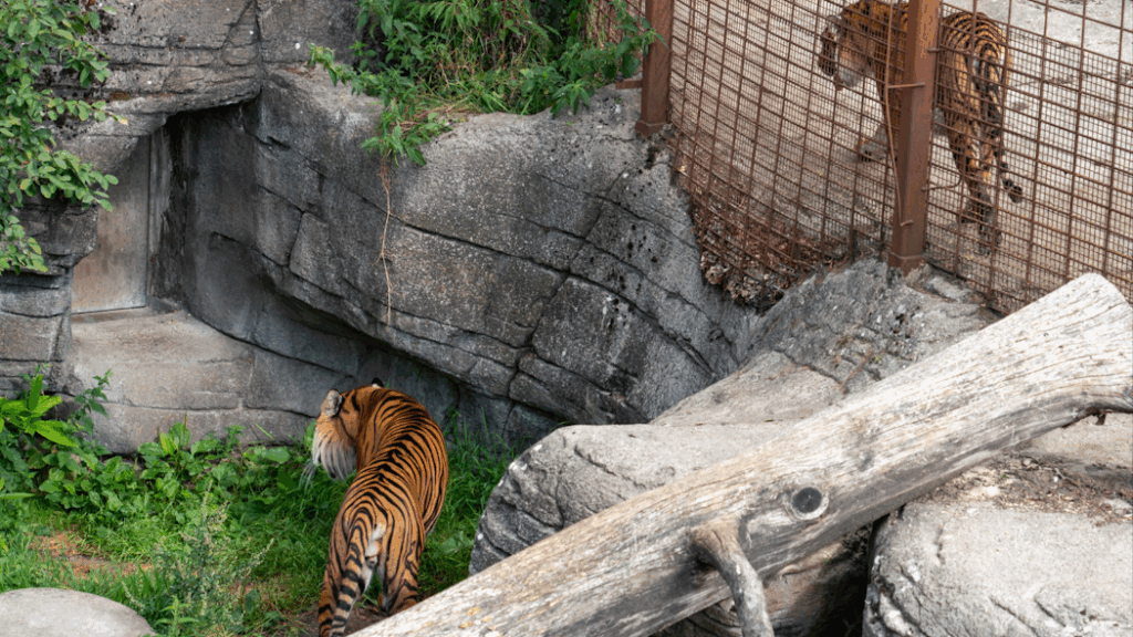Denmark Aalborg Zoo Sparks Debate by Requesting Pet Donations to Feed Predators