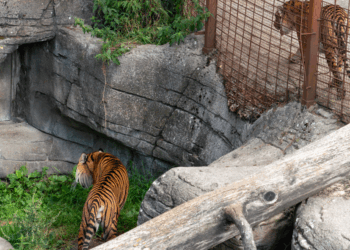 Denmark’s Aalborg Zoo Urges Pet Owners to Donate Healthy Pets for Predator Feed: Why the Controversy?