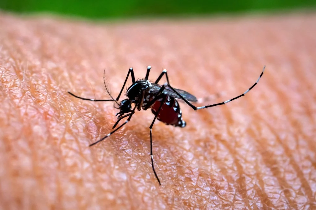 China Scrambles to Contain Chikungunya Outbreak as Cases Surge Past 7,000 in Guangdong