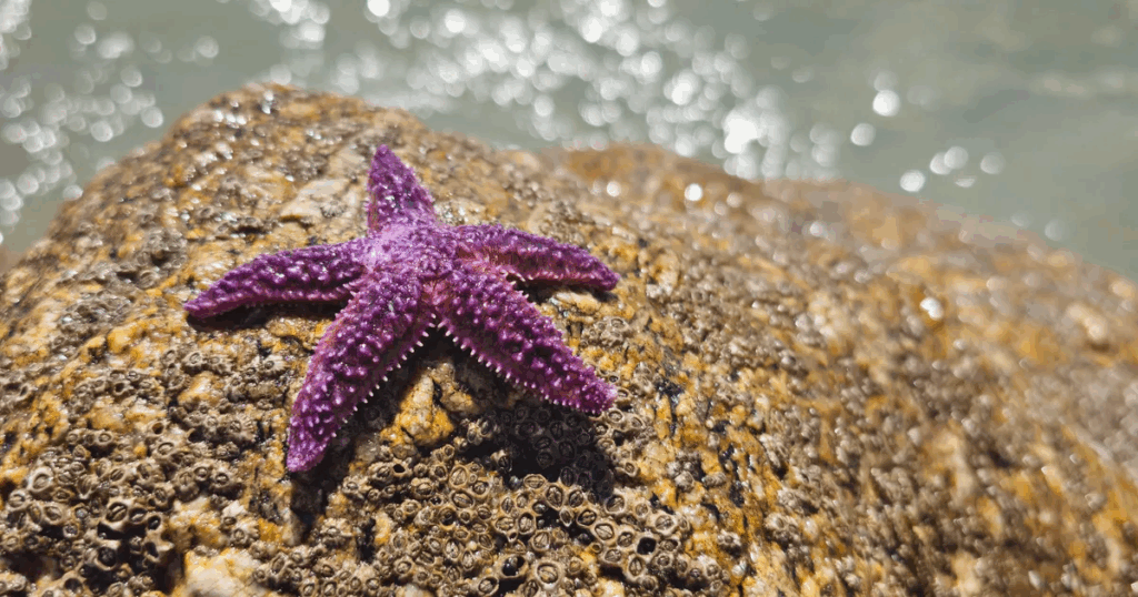 Billions of Starfish Died Mysteriously: Now We Know Why