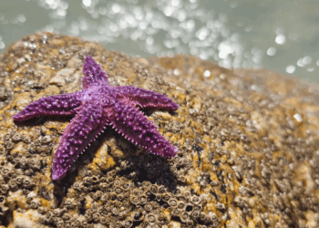 Billions of Starfish Died Mysteriously: Now We Know Why