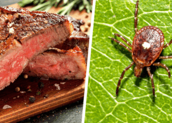 Red Meat Allergy Alert: Fast-Spreading Tick-Borne Disease Alpha-gal Syndrome Triggers Global Health Scare