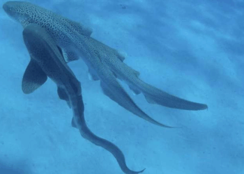 Researchers Record First-Ever Leopard Shark Threesome in New Caledonia