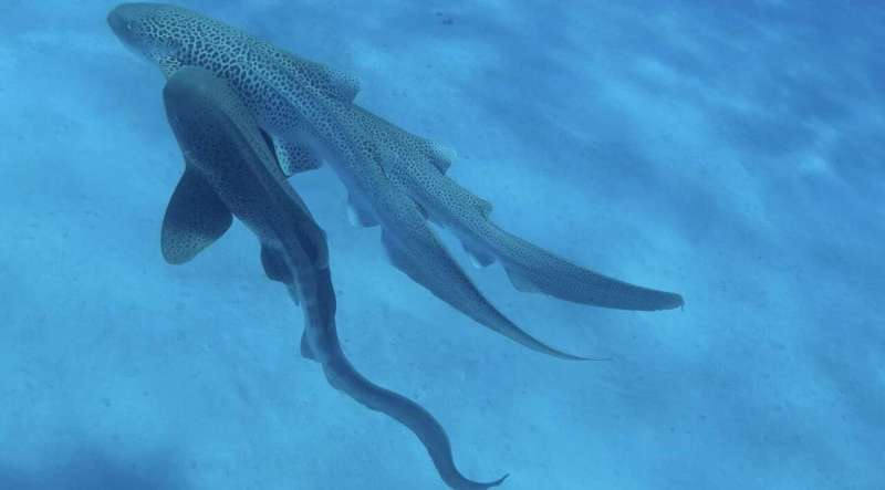 Researchers Record First-Ever Leopard Shark Threesome in New Caledonia