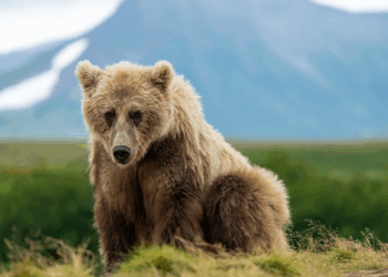 Fat Bear Week 2025: Dates, Contenders, and Why Alaska’s Bears Bulk Up For Survival