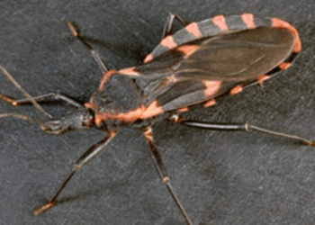 Nearly 100,000 Californians May Be Carrying Deadly ‘Kissing Bug’ Disease, Experts Warn