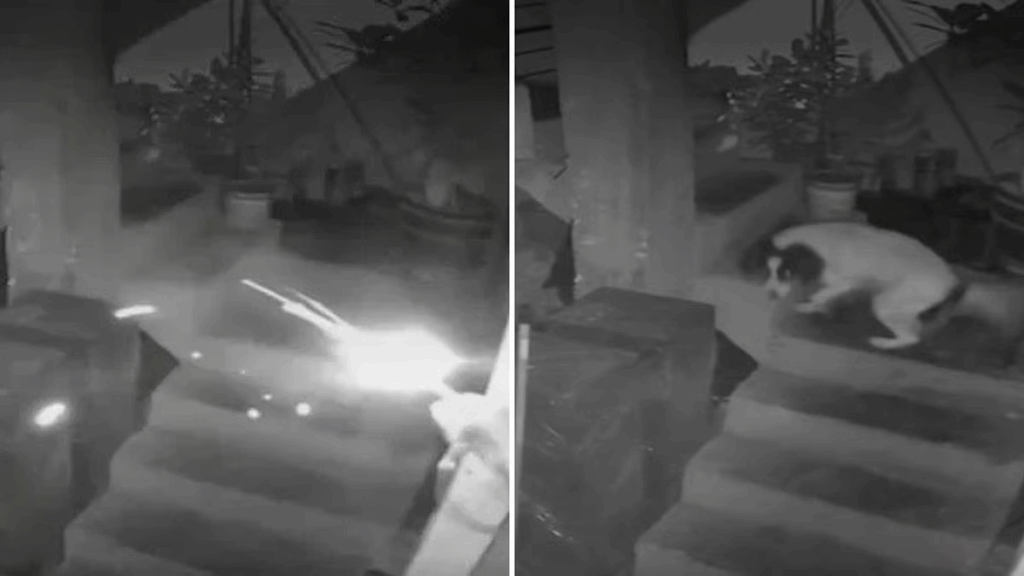 Peru dog saves family by chewing live dynamite fuse, loses ability to bark