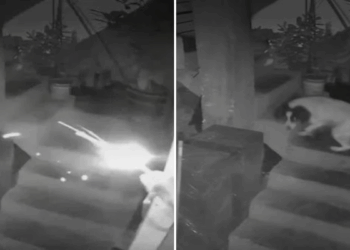Watch: Hero Dog Saves Family by Defusing Dynamite Attack in Peru