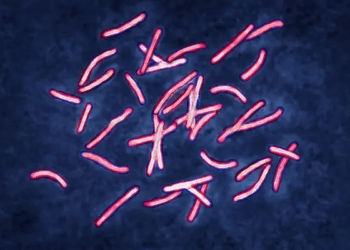bacteria