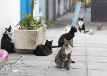 Why Over 1 Million Cats Roam Freely Across Cyprus