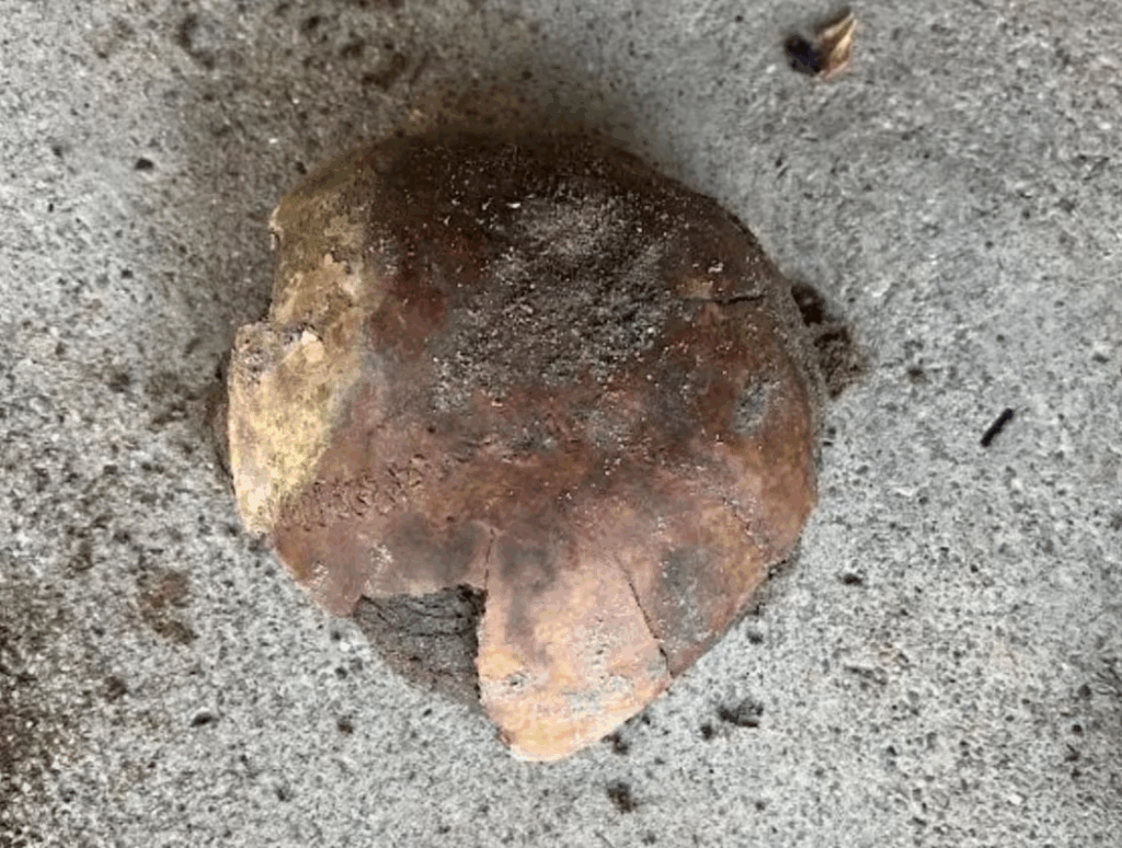 4,000-Year-Old Human Skull Discovered on Indiana Riverbank Offers New Clues To Ancient North American Migration