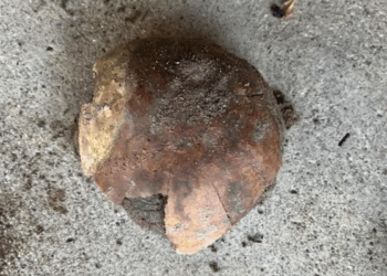 4,000-Year-Old Human Skull Discovered on Indiana Riverbank Offers New Clues To Ancient North American Migration