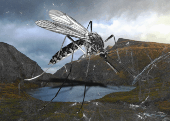 Mosquitoes Found in Iceland for the First Time