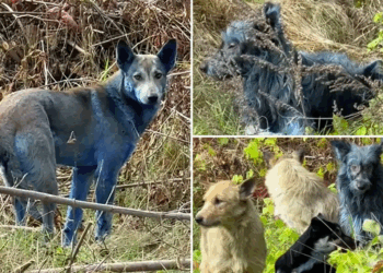 Mysterious ‘Blue Dogs’ Spotted Near Chernobyl Raise Questions About Chemical Contamination