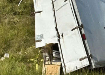 Aggressive COVID-Positive Monkey With STIs On Loose in Mississippi After Transport Truck Overturns