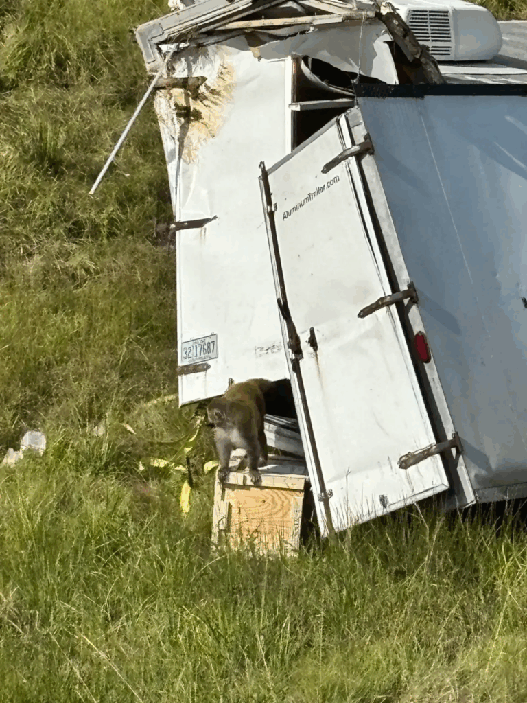 Aggressive COVID-Positive Monkey With STIs On Loose in Mississippi After Transport Truck Overturns