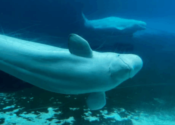 Canada Marine Park Threatens To Kill 30 Beluga Whales If Government Funding Isn’t Approved