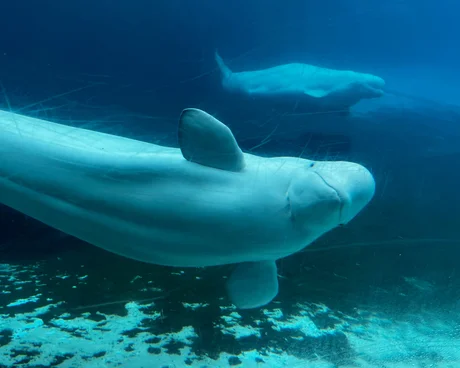 Canada’s Marineland threatens to kill 30 beluga whales after funding request denied