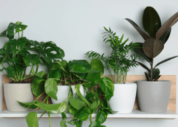 indoor plant