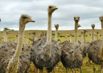 314 Ostriches Shot Dead On Canadian Farm: Owner Alleges Government Conspiracy Linked To COVID-19 Research