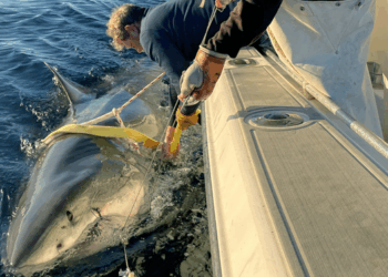 Contender, the Atlantic’s Largest Male Great White Shark, Is on the Move Again