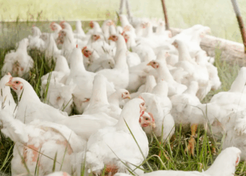 First-Ever Human Infection of H5N5 Bird Flu Detected In US: Symptoms, Risks, And What Experts Know So Far