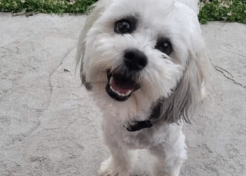 A Missouri City Will Pay $500K To Pet Owner After Police Officer Kills Deaf, Blind Dog: What The Settlement Means