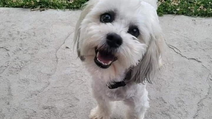 A Missouri City Will Pay $500K To Pet Owner After Police Officer Kills Deaf, Blind Dog: What The Settlement Means