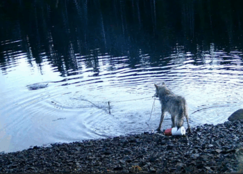 Watch: Wolf Filmed Using Rope To Pull Crab-Trap Bait For The First Time