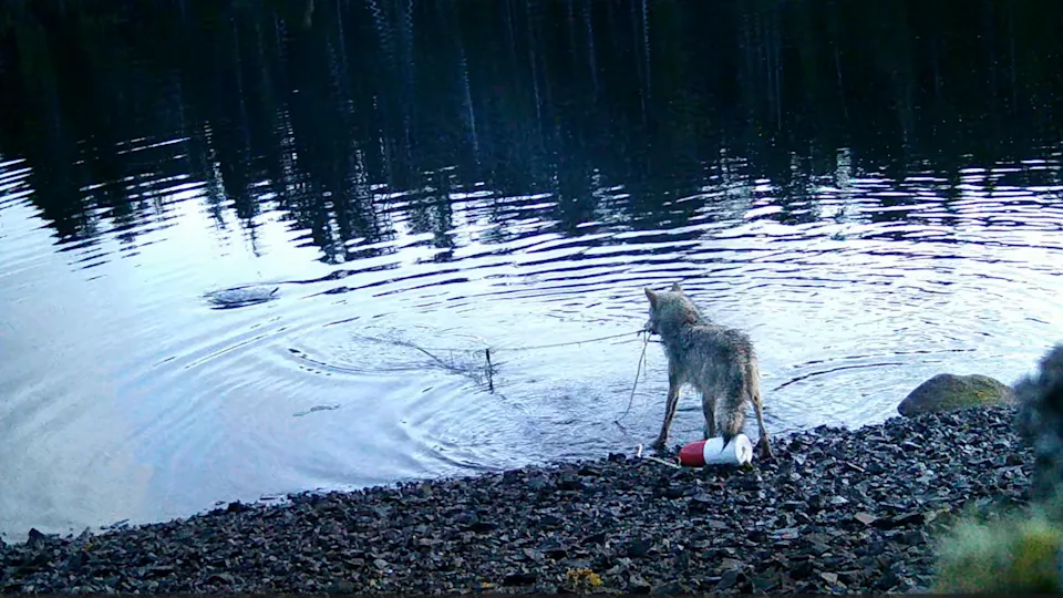 Watch: Wolf Filmed Using Rope To Pull Crab-Trap Bait For The First Time