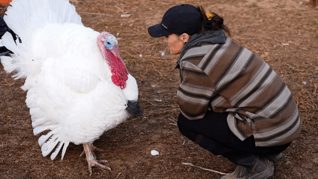 US Families Are ‘Adopting’ Turkeys Instead Of Eating Them On Thanksgiving