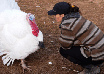 US Families Are ‘Adopting’ Turkeys Instead Of Eating Them On Thanksgiving