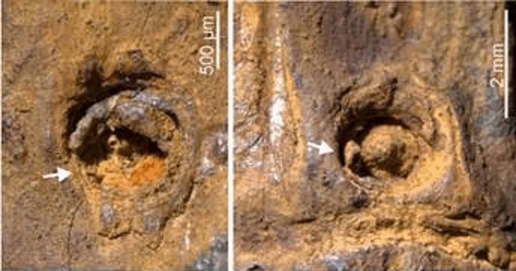 Indian Scientists find Rare 37,000-Year-Old Bamboo Stem, It Could Rewrite Asia’s Botanical History