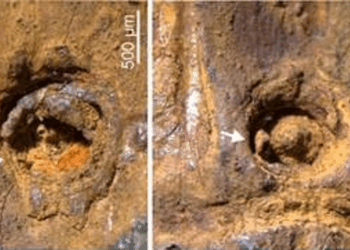 Indian Scientists Find Rare 37,000-Year-Old Bamboo Stem; It Could Rewrite Asia’s Botanical History