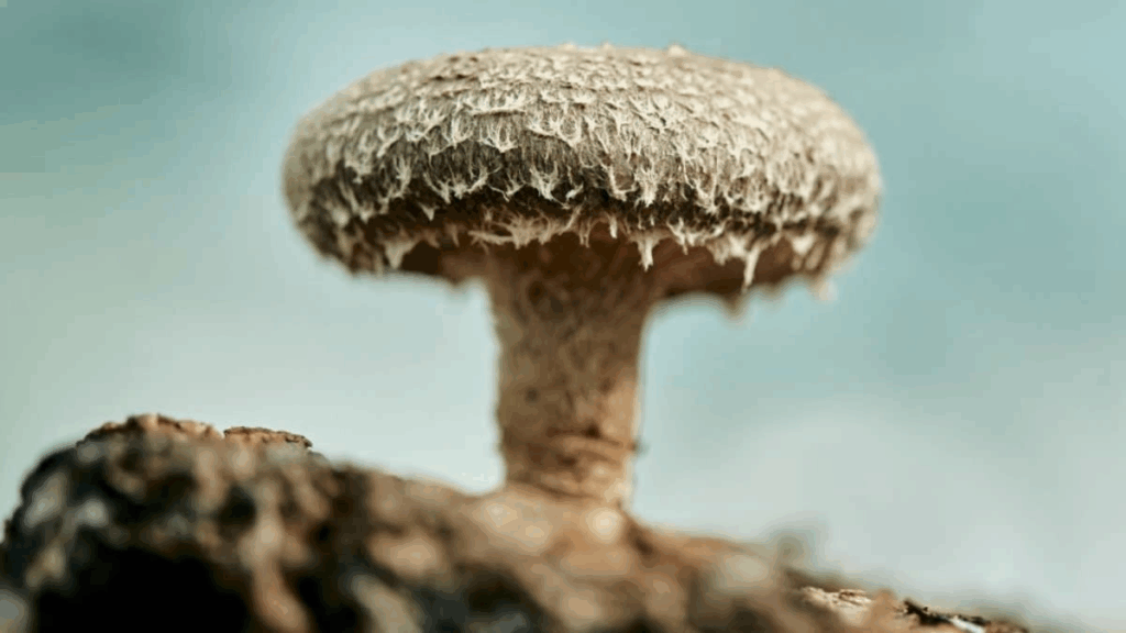 Scientists Develop Computer Memory Using Shiitake Mushrooms